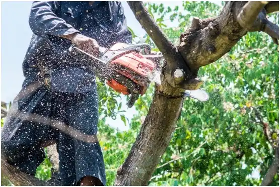 tree services Herndon